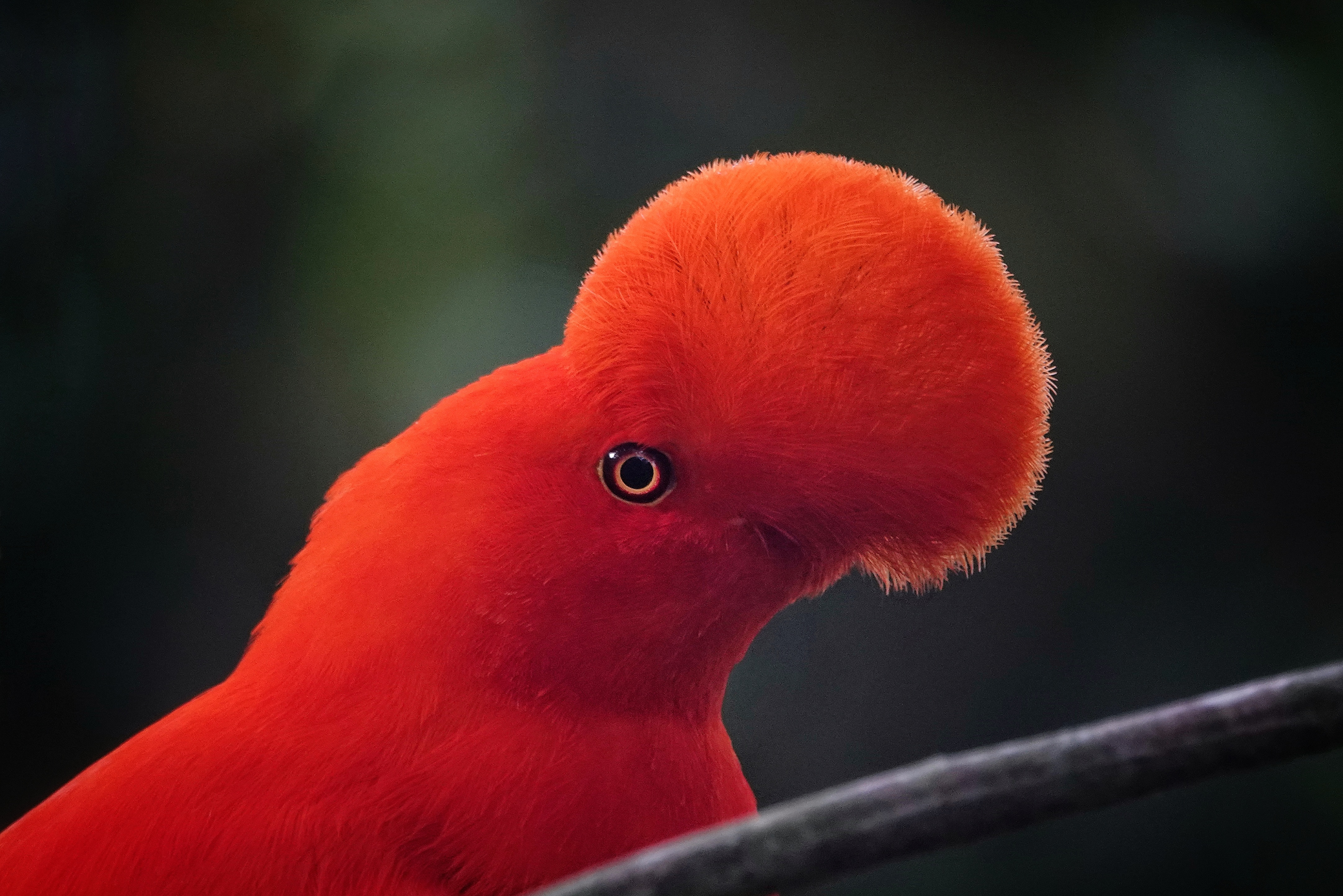 Coq-de-roche de profil
